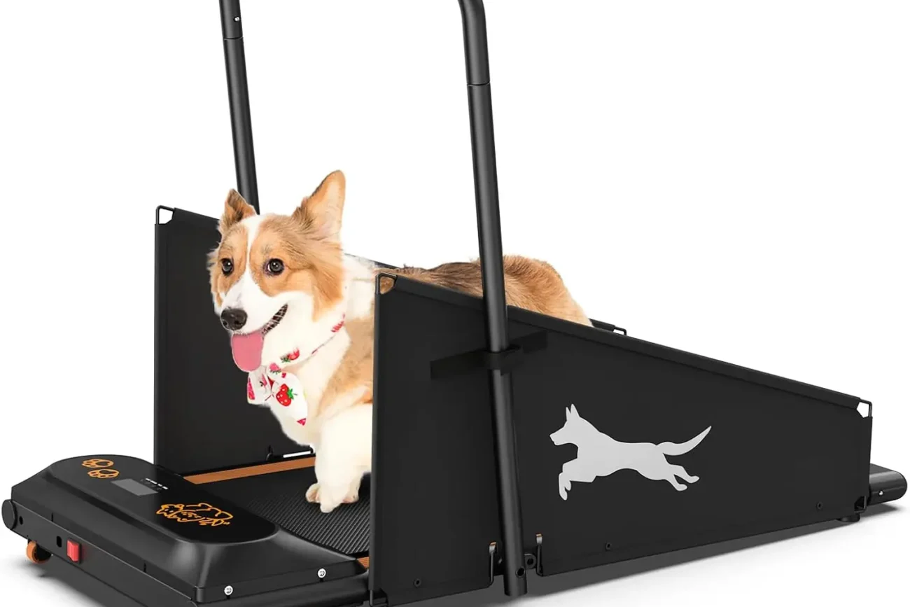 treadmill dog