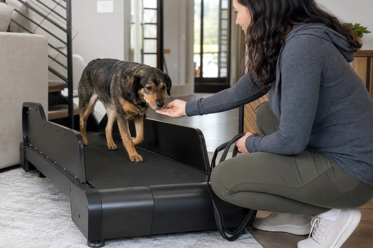 How to train a dog on a treadmill: a calm medium-sized mixed-breed dog walking on a compact black dog treadmill with low side panels in a bright livin